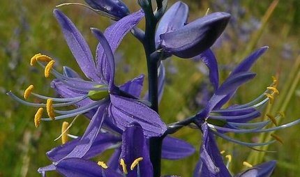Camas Root Wildflowers
