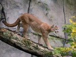 cougar